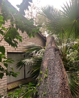Emergency tree work