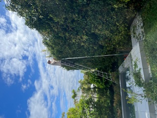 Pruning in Mossman