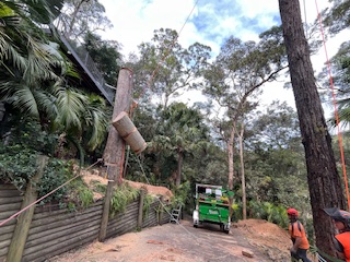 Safe tree removal