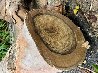 Tree removal work